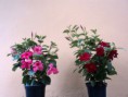  Mandevilla splendens